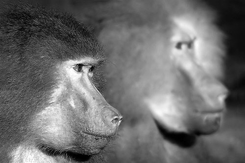 images/linkgallery/animals.jpg#joomlaImage://local-images/linkgallery/animals.jpg?width=500&height=333